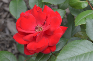 Rosa 'Crimson Bouquet'