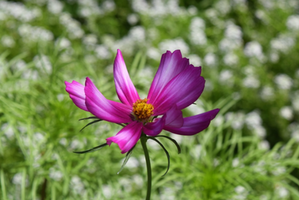 Cosmos bipinnatus