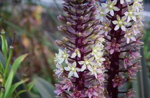 Eucomis comosa 'Oakhurst'