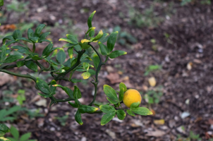 Poncirus trifoliata 'Flying Dragon'