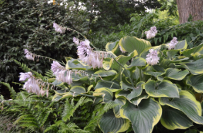 Hosta 'Sagae'