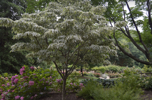 Cornus kousa 'Wolf Eyes'