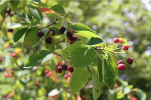 Amelanchier laevis