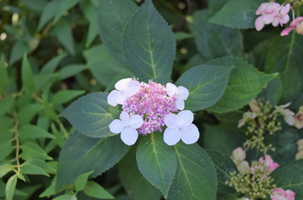 Hydrangea macrophylla 'Tokyo Delight'