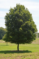 Acer saccharum 'Legacy'