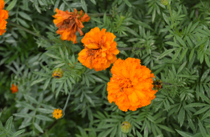 Tagetes erecta 'Kees orange'