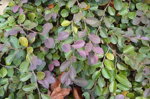 Loropetalum chinense 'Peack'