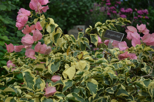 Bougainvillea (group)