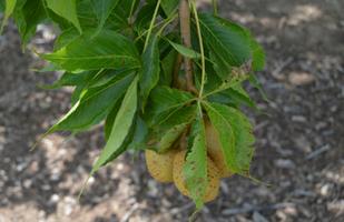 Aesculus glabra