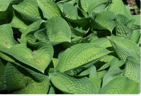 Hosta 'Paradigm'