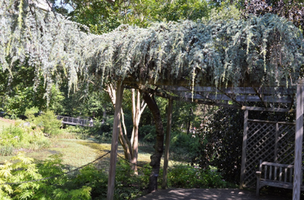 Cedrus atlantica 'Glauca Pendula