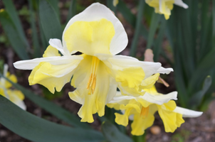 Narcissus 'Cassata'