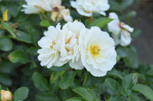 Rosa 'Popcorn Drift'