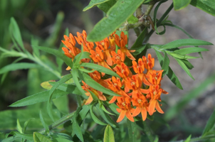 Asclepias tuberosa