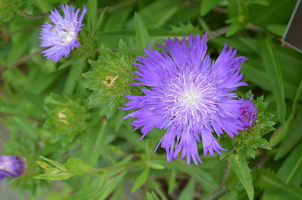 Stokesia laevis