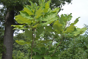 Magnolia macrophylla