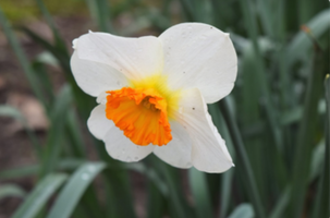 Narcissus 'Barrett Browning'