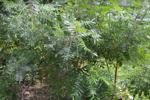 Rhus copallinum