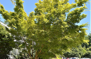 Acer palmatum 'Sango-kaku'