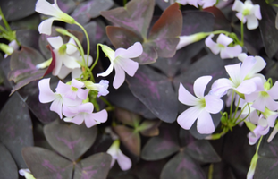 Oxalis triangularis