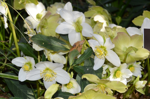 Helleborus niger ‘Praecox’