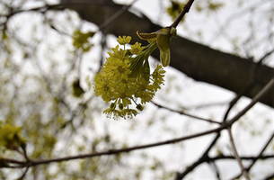 Acer platanoides