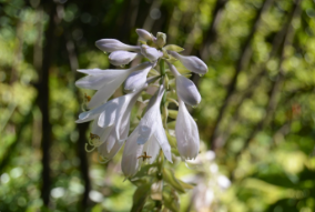 Hosta 'Blue Mammoth'