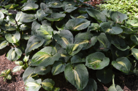 Hosta 'Dream Weaver'