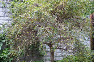 Styrax japonicus 'Fragrant Fountain'