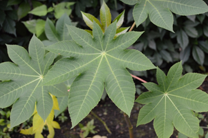 Ricinus communis