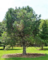 Pinus ponderosa