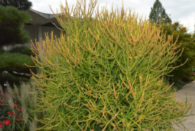 Euphorbia tirucalli 'Sticks On Fire'