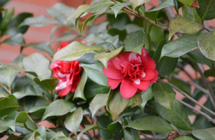 Camellia japonica 'Governor Mouton'