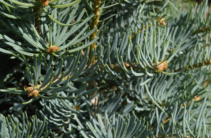 abies concolor