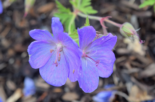 Geranium 'Johnson's Blue'