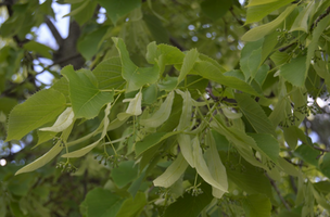 Tilia cordata