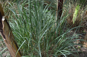 Panicum virgatum 'Northwind'