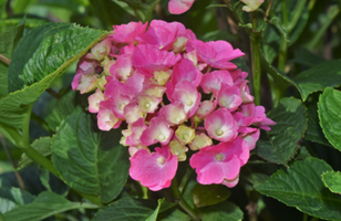 Hydrangea macrophylla 'Pia'