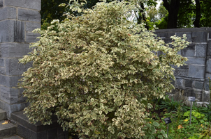 Philadelphus coronarius 'Variegatus'