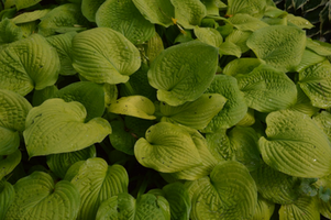 Hosta 'Zounds'