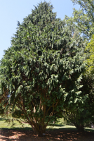 Xanthocyparis nootkatensis 'Pendula'