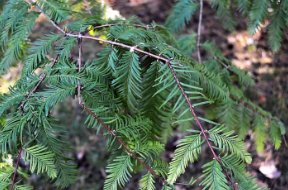 Metasequoia glyptostroboides