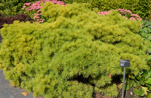 Pinus strobus 'Elkins Dwarf'