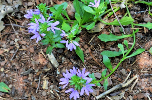 Scaevola aemula