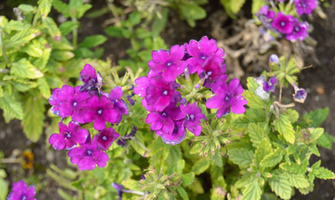 Verbena x hybrida