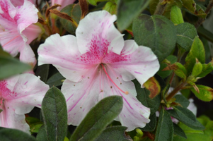 Rhododendron 'Conlep'