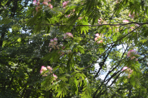 Albizia julibrissin