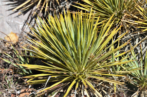 Yucca harrimaniae