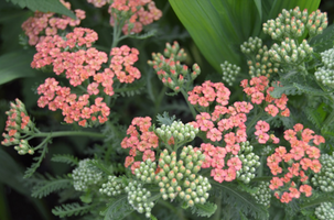 Achillea millefolium 'Apricot Delight'