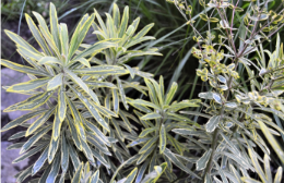 Euphorbia x Martinii 'Ascot Rainbow'